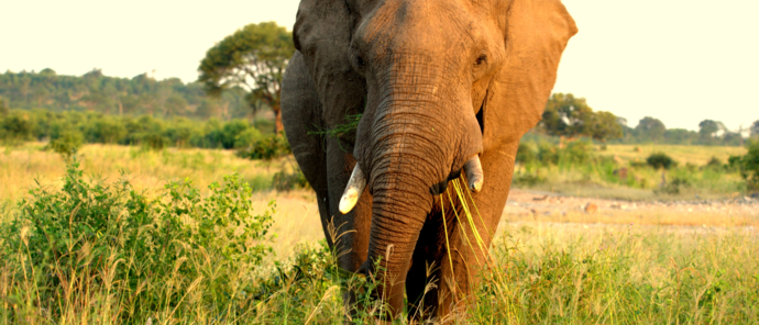 Machaba Deteema Springs Wildlife Sightings April Elephant