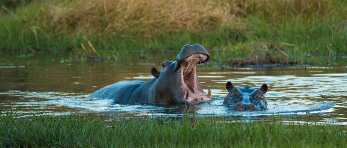Botswana Okavango Delta Machaba Camp Sightings June 2021 Hippo