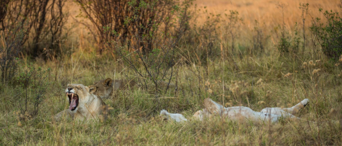 Botswana Machaba Camp Elephants Lions Zebra