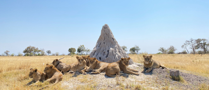 Machaba Safaris   Okavango Delta   Kiri Camp   Wildlife Sightings   August 2022   Lounging Lions