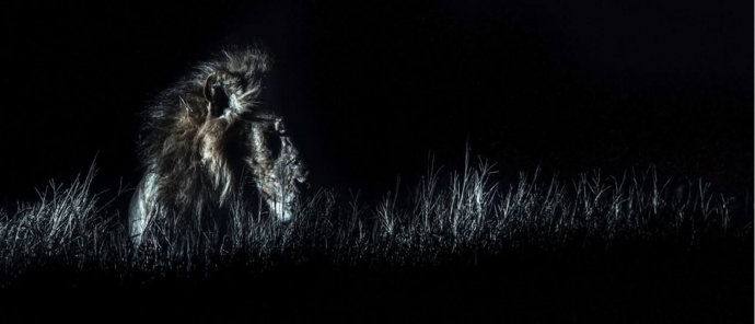 Machaba Camp Wildlife Sightings October 2025 Lion On Night Safari