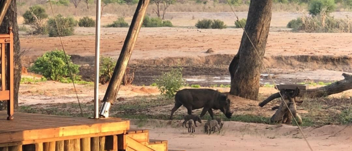Machaba Zimbabwe Hwange Verneys Camp Warthog 2 Sightings November 2019