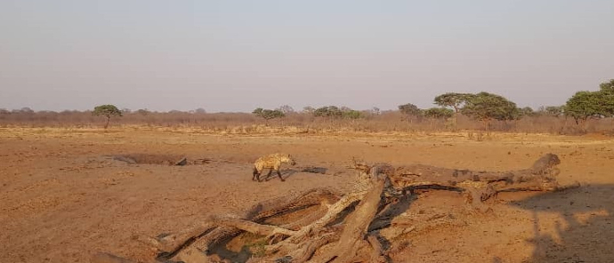 Machaba Verneys Camp Wildlife Sightings October 2025 Hyena Stalking Zebra