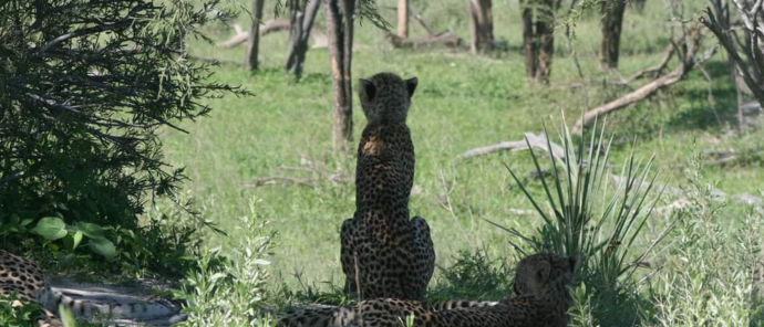 Botswana    Okavango Delta   Gomoti Plains   Wildlife Sightings   Feb 2023   Cheetahs