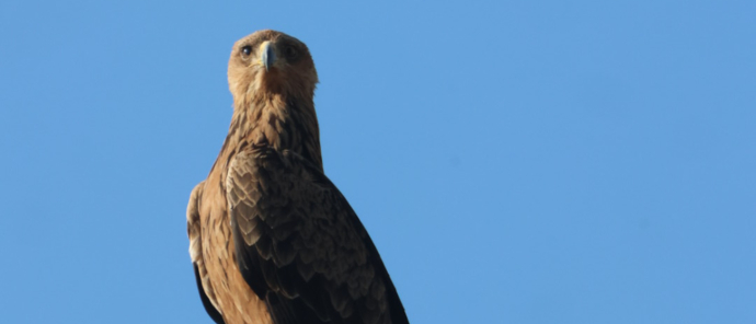 Machaba Safaris   Botswana   Okavango Delta   Gomoti Plains   Brown Snake Eagle And Drongo 1