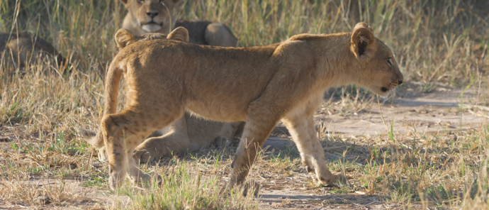 Machaba Safaris Zimbabwe Deteema Springs Cub