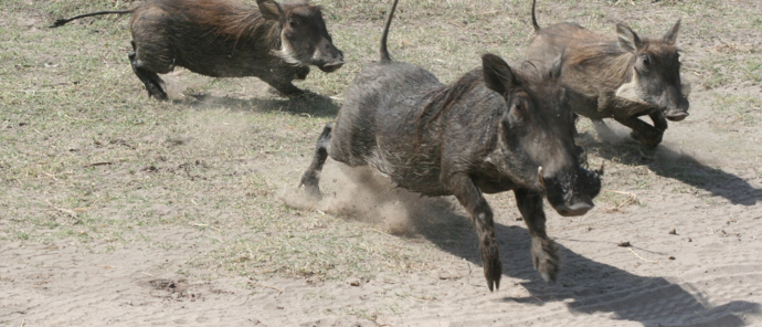 Machaba Ngoma Safari Lodge Wildlife Sightings December 2025 Warthog Family