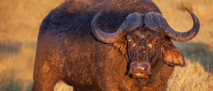 Botswana Okavango Delta Machaba Camp Sightings April 2021 Buffalo 1