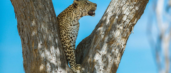 Botswana Okavango Delta Machaba Camp Sightings December 2021 Leopard Zaphod