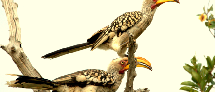 Machaba Deteema Springs Wildlife Sightings April Bird