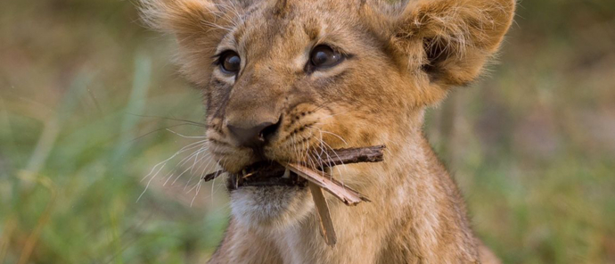 Botswana   Okavango Delta   Machaba Camp   November Sightings   Lion Cub