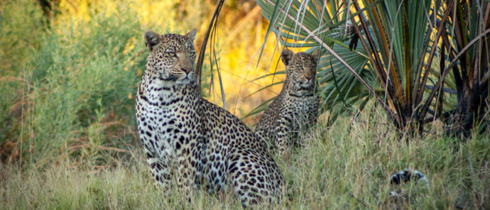 Machaba Botswana Okavango Delta Gomoti Plains Sightings February 2020 Leopard