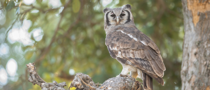 Machaba Botswana Okavango Delta Machaba Camp Sightings February 2020 Owl