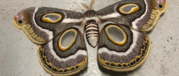 Machaba Zimbabwe Hwange Verneys Camp Sighting February 2020 Insect