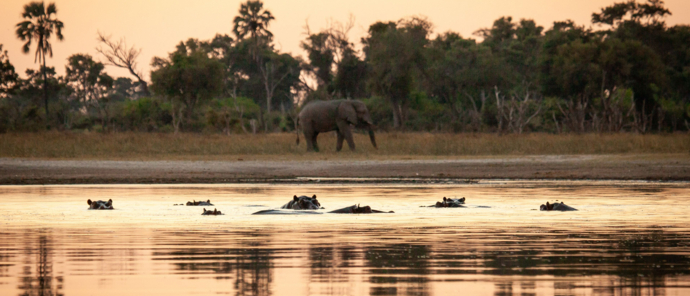 Machaba Safaris   Botswana   Okavango   Hippo