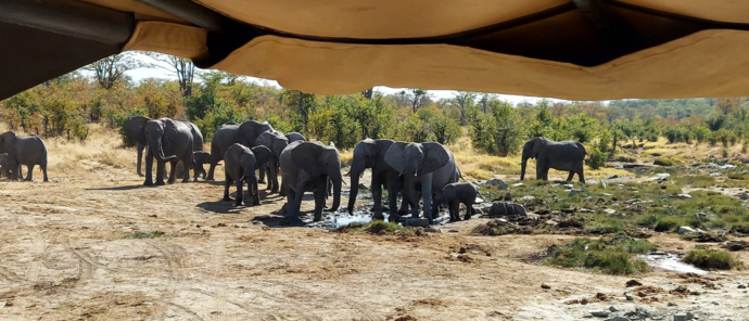 Machaba Safaris   Zimbabwe   Hwange National Park   Deteema Springs   Wildlife Sightings   June 2022   Elephant Herd At Waterhole