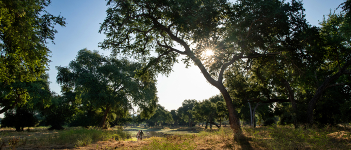 Machaba Safaris   Zimbabwe   Mana Pools National Park   Mana River Camp   Walking Safari 1