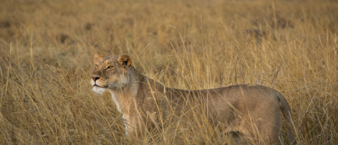Botswana Okavango Gomoti Sightings July 2021 Lioness