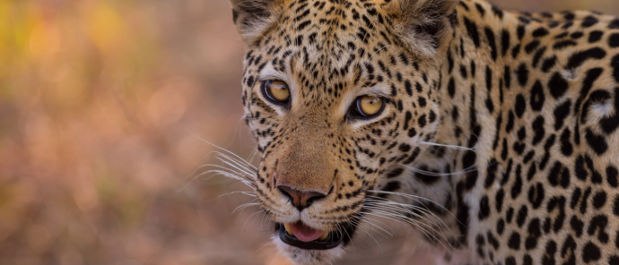 Machaba Botswana Okavango Delta Machaba Camp Leopard May Sightings 2020