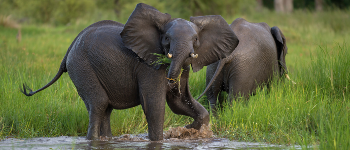 Botswana Machaba Camp Elephant