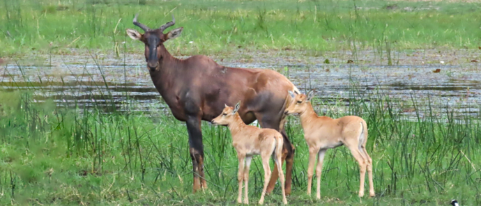Machaba Kiri Camp Wildlife Stories November 2025 Calves