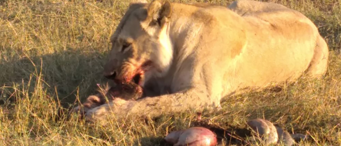Botswana   Okavango Delta   Gomoti Plains   August Sightings 2021   Female Lion Eating