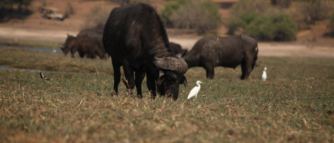 Machaba Botswana Chobe Ngoma Sighting June 2020 Body Image Buffalo