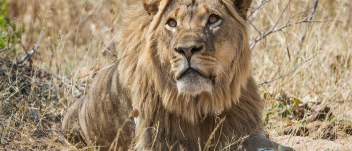 Machaba Safaris Zimbabwe Verneys Camp Wildlife Stories July 2022 Lion