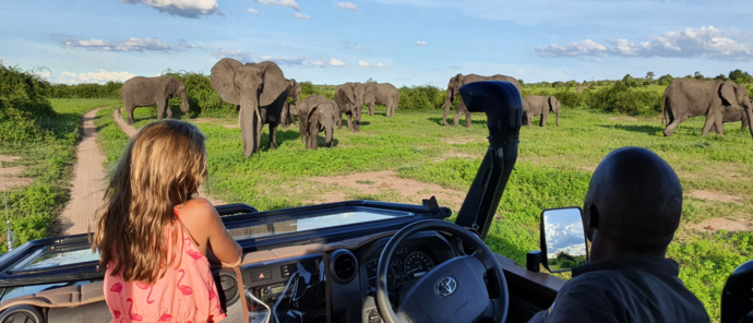 Machaba Botswana Chobe Ngoma Sighting January 2020 Elephant