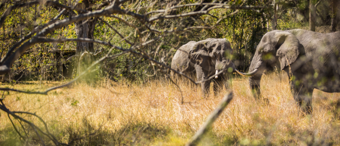 Machaba Botswana Okavango Delta Machaba Camp Sightings March 2020 Elephant