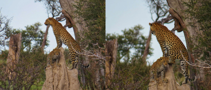 Botswana Okavango Delta Gomoti Camp Sightings May 2021 Leopard Cub