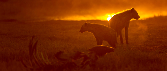 Botswana   Machaba Camp   Hyena