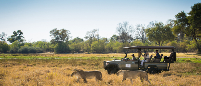 Machaba Camp   Botswana   Wildlife Stories   May 2022   Lions Prepare To Cross River