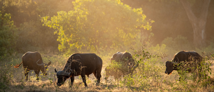 Zimbabwe Mana Pools Ingwe Pan Buffalo