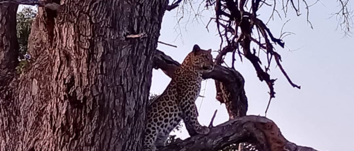 Botswana Okavango Delta Kiri Camp Leopard