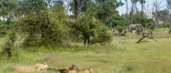 Machaba Botswana Okavango Delta Gomoti Plains Sightings February 2020 Lion Pride