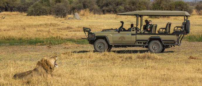 Botswana Machaba Camp Lion Game Drive