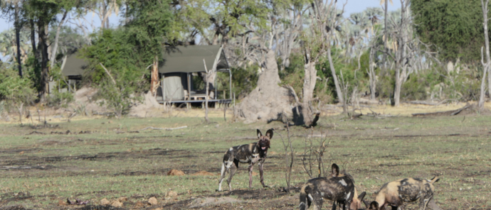 Machaba Botswana Okavango Delta Gomoti Plains Wild Dogs Sightings November 2019