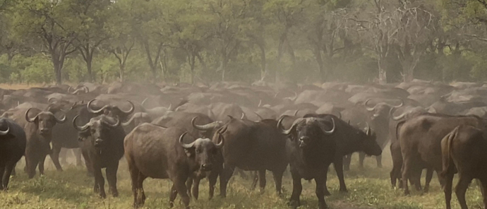 Botswana   Okavango Delta   Machaba Camp   Wildlife Sightings   Herd Of Buffalo