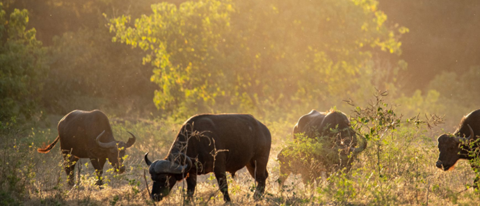 Zimbabwe Mana Pools Buffalo