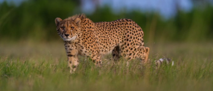 Botswana Kiri Camp Cheetah