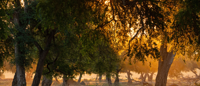 Zimbabwe Mana Pools Mana River Camp Warm Spring