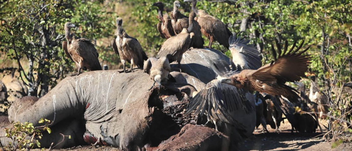 Zimbabwe Hwange Deteema Springs Sightings June 2021 Vulutre Frenzy