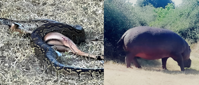 Machaba Botswana Chobe Ngoma Lodge Python Hippo