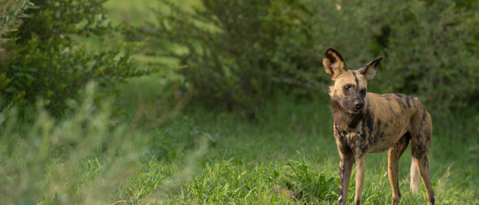 Botswana Machaba Camp Sightings September 2021 Wild Dog