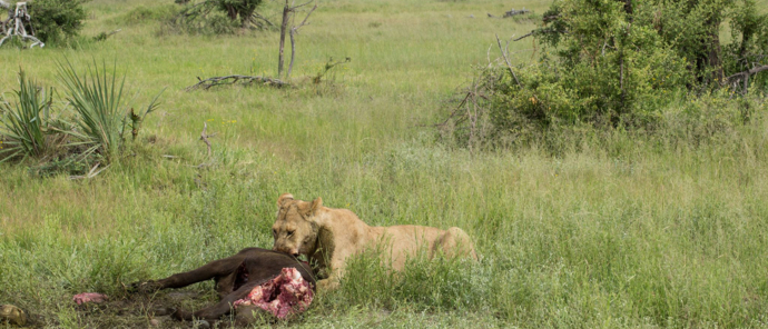 Botswana   Okavango Delta   Gomoti Camp   Oct 2021 Wildlife Sightings   Lioness Eating