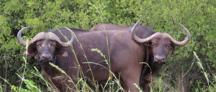 Machaba Botswana Okavango Delta Machaba Camp Buffalos