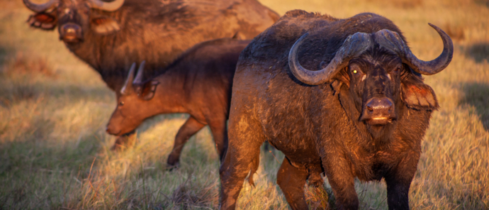 Machaba Gomoti Experience Safari Mvr 028