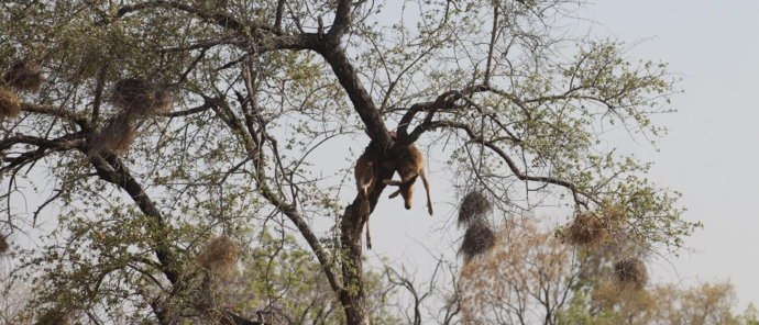 Machaba Deteema Springs Camp Wildlife Sightings October 2025 Impala Carcass In A Tree
