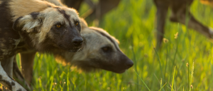 Machaba Gomoti Plains Camp Wildlife Sightings December 2025 Wild Dogs Hunting